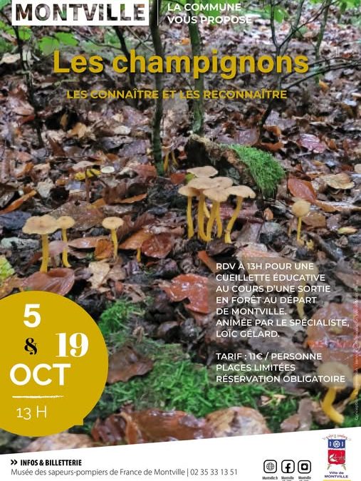 SORTIES CHAMPIGNONS