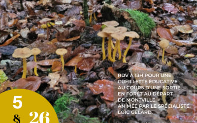 SORTIES CHAMPIGNONS