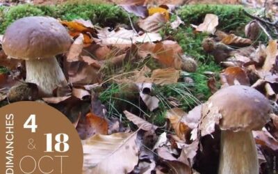 Sortie champignons